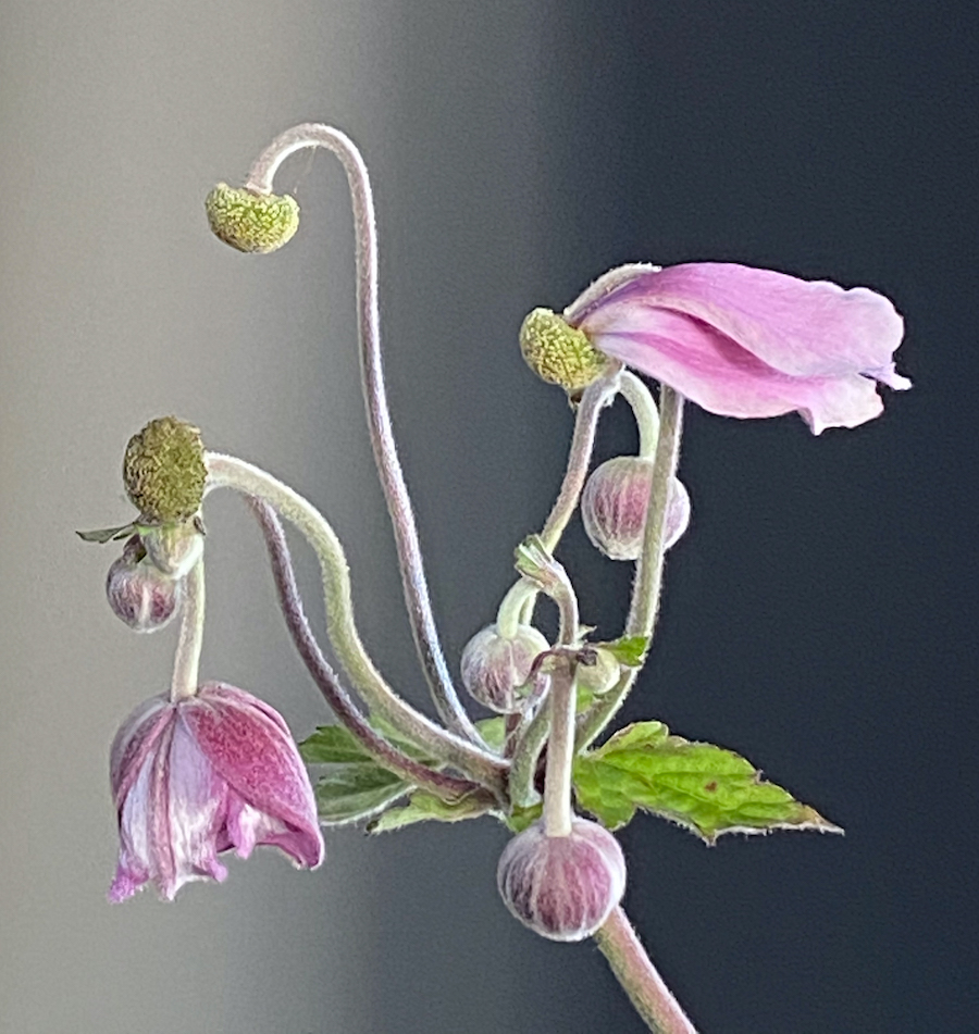 pink Japanese anenome, archival digital print by Canadian photographer barbra edwards, Pender Island, BC