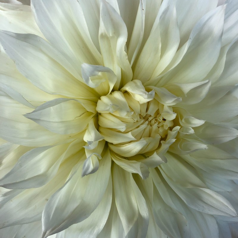 portrait series, white dahlia