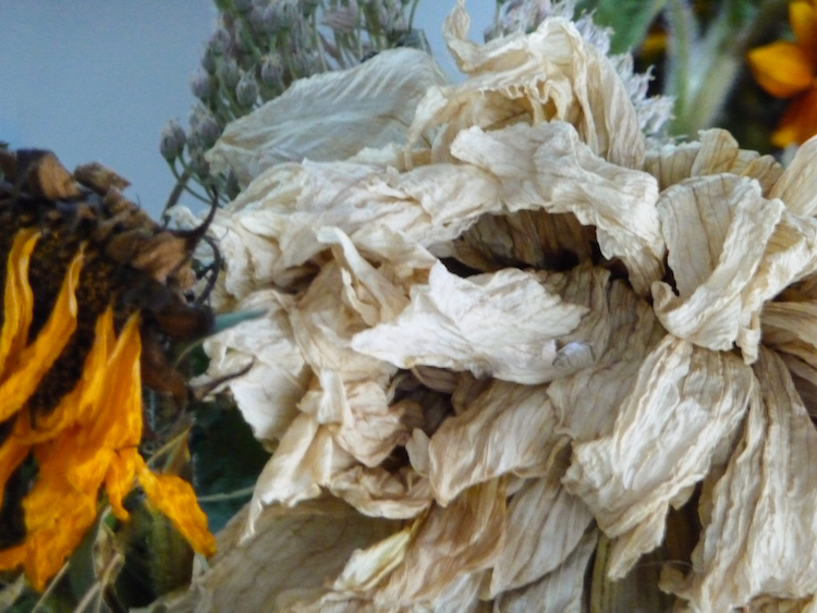 folding petals, transition series (2), Canadian photographer barbra edwards, pender island