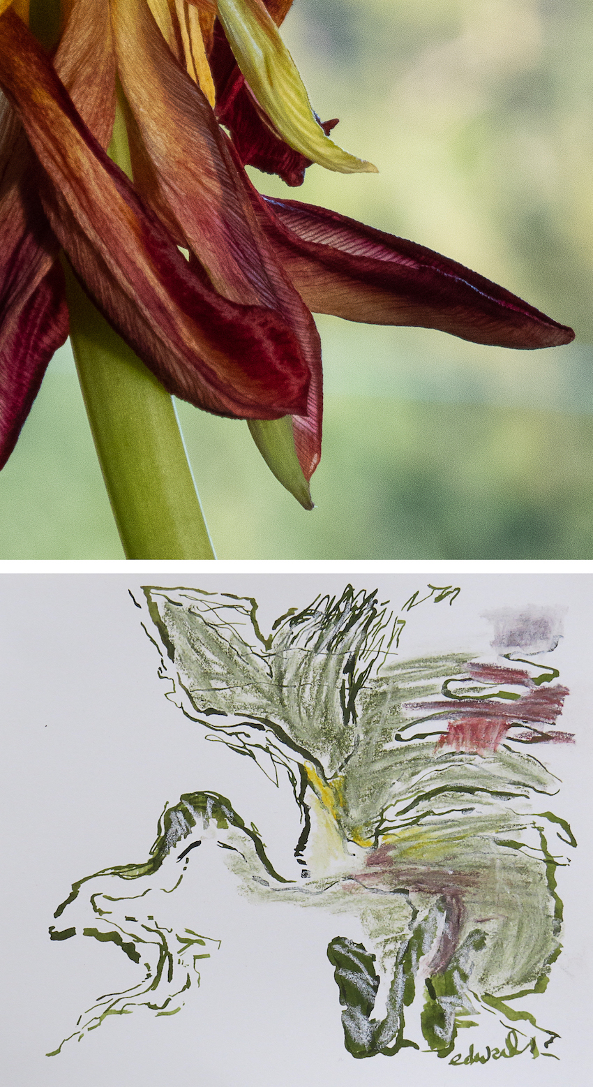 petals with drawing digital print with drawing by Canadian contemporary artist photographer barbra edwards Gulf Islands BC
