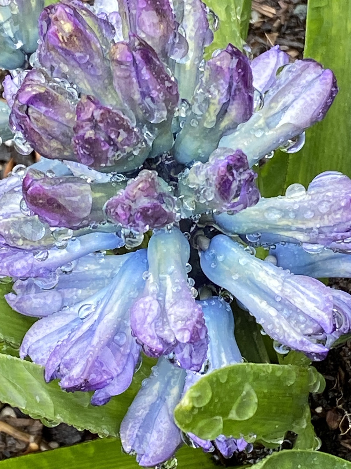 rainy day hyacinth_archival digital print by Canadian photographer Barbra Edwards Gulf Islands, BC
