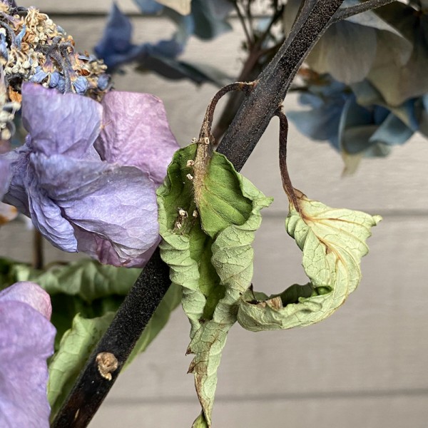 dying blue hydrangea, archival digital print by Canadian photographer barbra edwards, Pender Island, BC