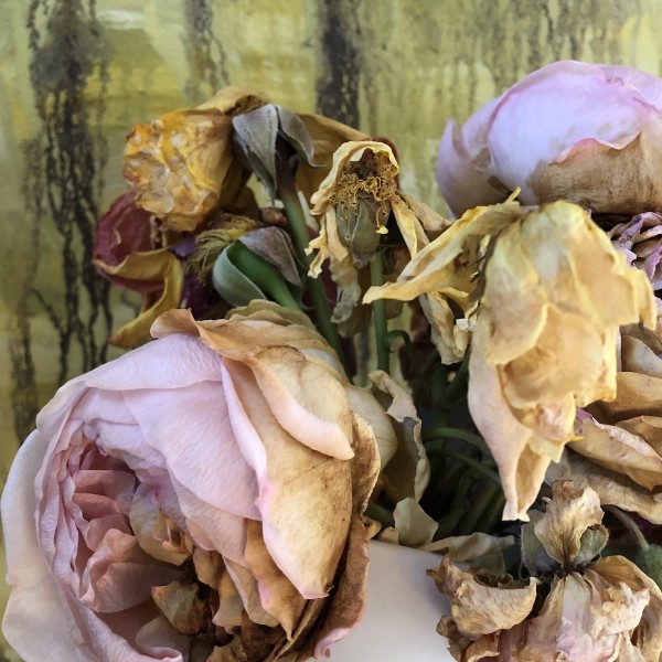 dying yellow pink roses, archival digital print by photographer barbra edwards