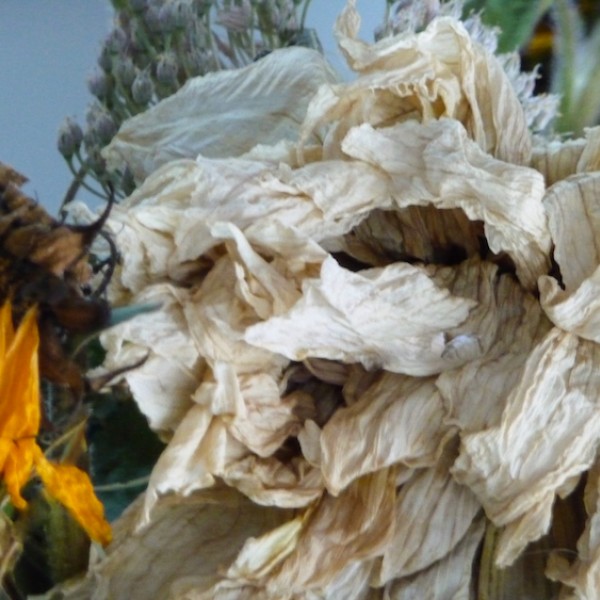 folding petals, transition series (2), Canadian photographer barbra edwards, pender island