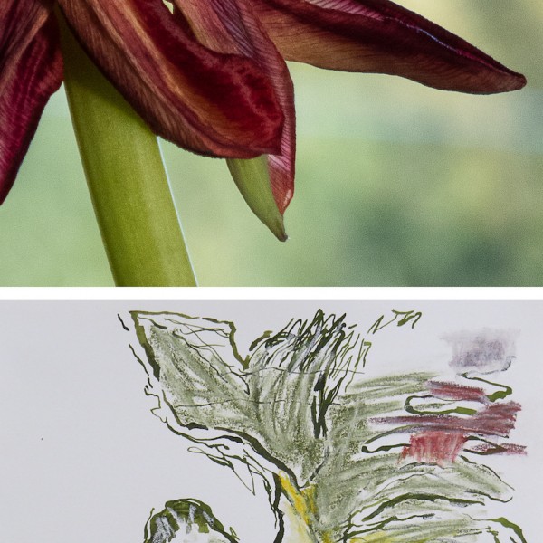 petals with drawing digital print with drawing by Canadian contemporary artist photographer barbra edwards Gulf Islands BC