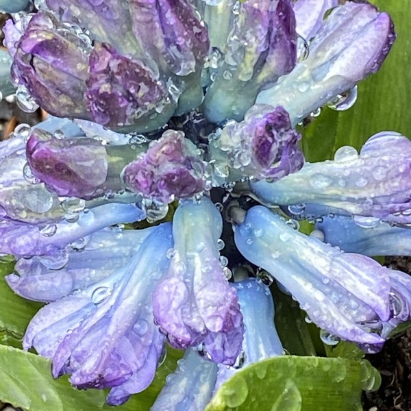 rainy day hyacinth_archival digital print by Canadian photographer Barbra Edwards Gulf Islands, BC