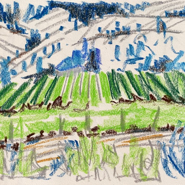 vinyard (similkimean valley) drawing by Canadian contemporary artist barbra edwards, gulf islands, bc