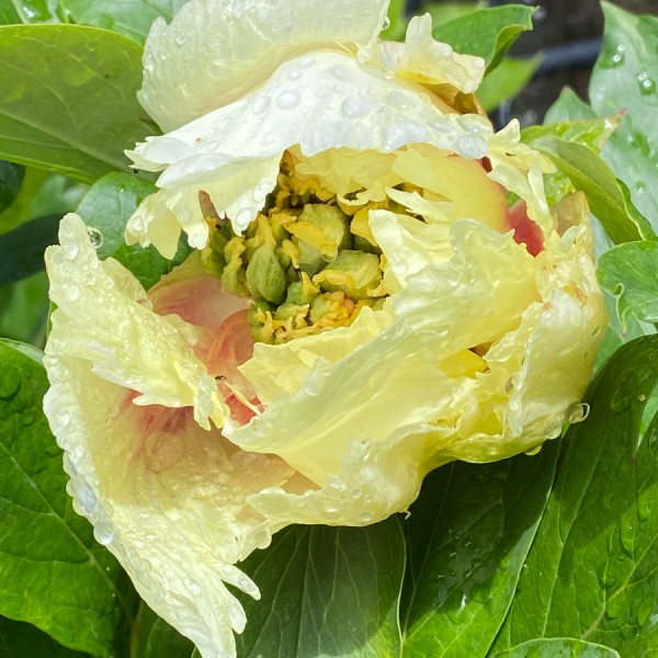 yellow peony archival digital print by canadian photographer barbra edwards