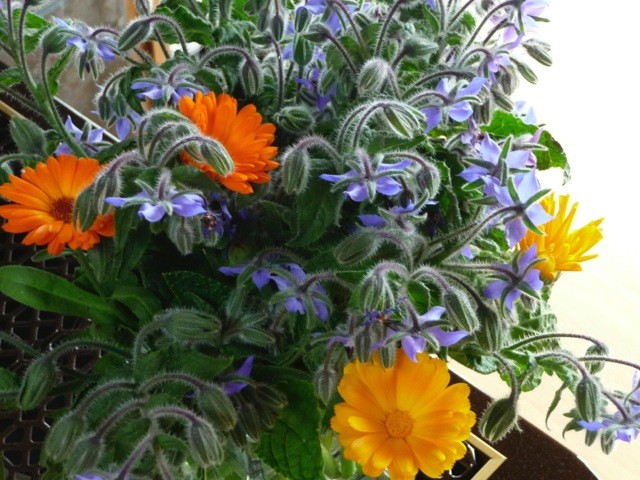 calendula and herb borage in artist barbra edwards garden