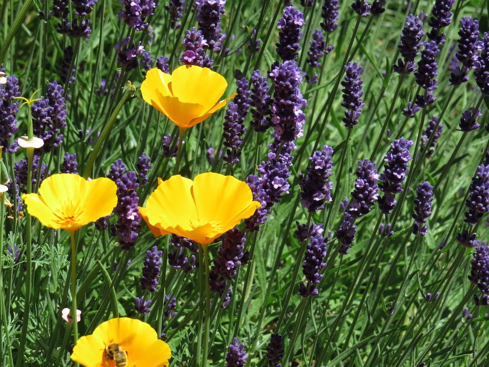 california poppies with lavender