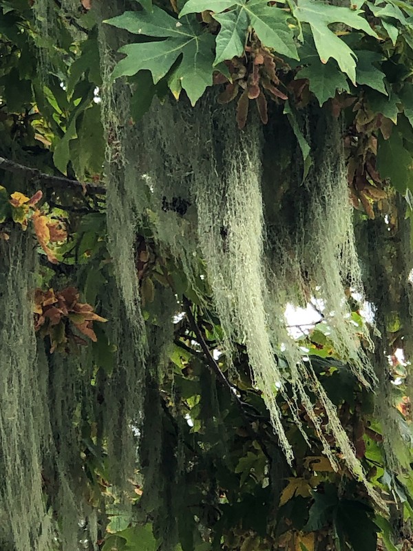 west coast moss digital print by Canadian photographer barbra edwards Pender Island BC