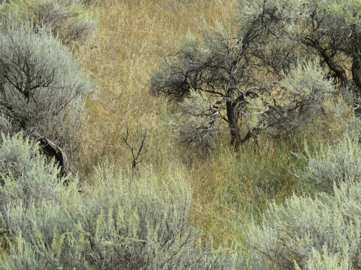 Okanangan, BC desert photographed by canadian artist barbra edwards