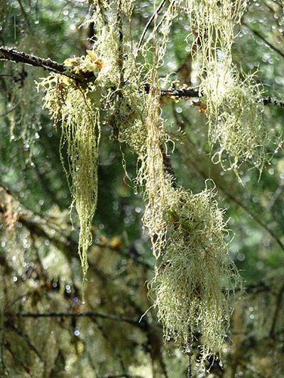 forest photography by barbra edwards, Canadian abstract artist, Pender Island, BC