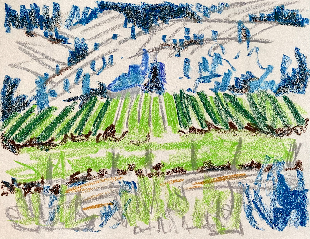 vinyard (similkimean valley) drawing by Canadian contemporary artist barbra edwards, gulf islands, bc